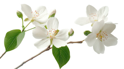 Obraz premium Stunning white flowering branch on a transparent background showcasing delicate petals and green leaves