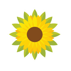 sunflower vector illustration