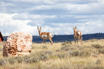Pronghorns in a Wyoming prairie 