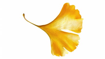 Fototapeta premium Studio-Staged Indoor Macro Close-Up of Cut Yellow Ginkgo Leaves: Still Life Plant Shot with White Background, Negative Space & Fresh Natural Vibe for Wallpaper Design