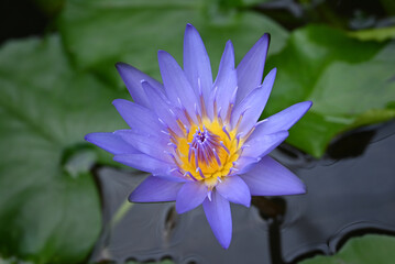 Close-up of a blooming violet water lily with delicate petals and a radiant yellow center, standing out against a soft green blurred background.