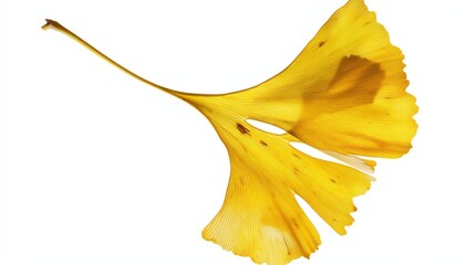 Naklejka premium Studio-Staged Indoor Macro Close-Up of Cut Yellow Ginkgo Leaves: Still Life Plant Shot with White Background, Negative Space & Fresh Natural Vibe for Wallpaper Design
