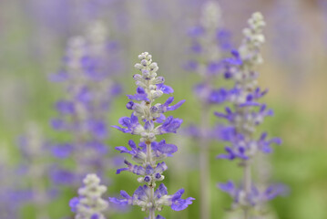 A close-up of a vibrant blue salvia flower spike, showcasing its delicate individual blossoms and fuzzy texture, against a softly blurred green and purple background.