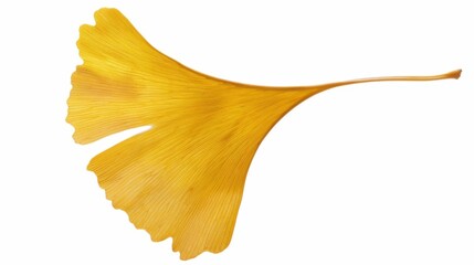 Naklejka premium Studio-Staged Indoor Macro Close-Up of Cut Yellow Ginkgo Leaves: Still Life Plant Shot with White Background, Negative Space & Fresh Natural Vibe for Wallpaper Design