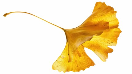 Naklejka premium Studio-Staged Indoor Macro Close-Up of Cut Yellow Ginkgo Leaves: Still Life Plant Shot with White Background, Negative Space & Fresh Natural Vibe for Wallpaper Design