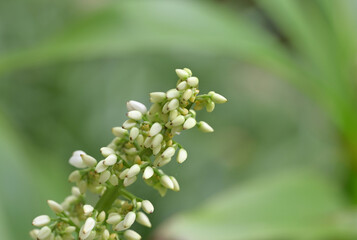 A close-up of white Xiphidium caeruleum flower buds clustered on a green stalk, framed by long, narrow leaves in gentle natural light.
