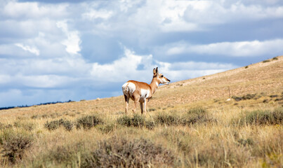 Pronghorn in a Wyoming prairie