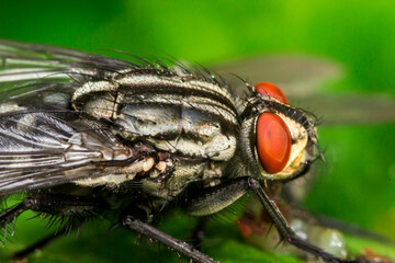 fly with red eyes. colorful detailed macro photo of an insect. screensaver. wildlife. close-up.