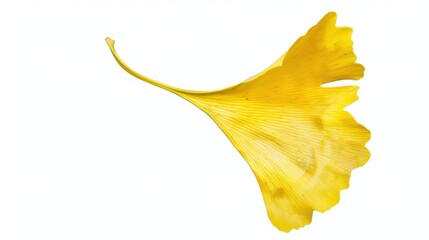 Fototapeta premium Studio-Staged Indoor Macro Close-Up of Cut Yellow Ginkgo Leaves: Still Life Plant Shot with White Background, Negative Space & Fresh Natural Vibe for Wallpaper Design