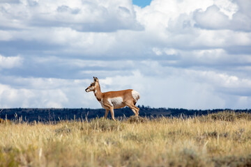 Pronghorn in the field in Wyoming profile 
