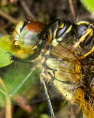 a wasp kills a dragonfly. a wasp on the hunt. an insect battle. a colorful macro photograph of insects. wildlife. wild customs.