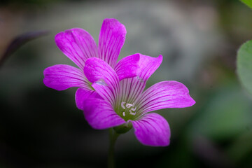 Delicate Macro of Two Blooming Pink Wood Sorrel Flowers (Oxalis) in a Garden