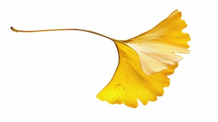 Naklejka premium Studio-Staged Indoor Macro Close-Up of Cut Yellow Ginkgo Leaves: Still Life Plant Shot with White Background, Negative Space & Fresh Natural Vibe for Wallpaper Design