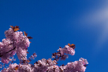 flowers in the blue sky