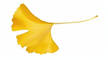 Fototapeta premium Studio-Staged Indoor Macro Close-Up of Cut Yellow Ginkgo Leaves: Still Life Plant Shot with White Background, Negative Space & Fresh Natural Vibe for Wallpaper Design