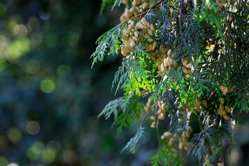 thu shishiki on a blurred background with highlights and bokeh. natural beauty. free space. screensaver. wildlife.