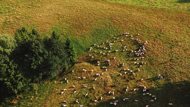 Stunning Aerial View of Flock of Sheep in Field