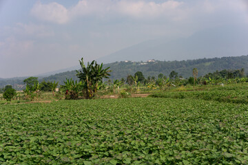 Obraz premium Vast Agricultural Landscape of a Sweet Potato Plantation at the Foothills of a Mountain in Indonesia