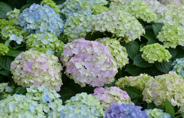 A close-up of delicate pastel hydrangea blossoms, showcasing their soft petals and natural gradient hues in gentle light.