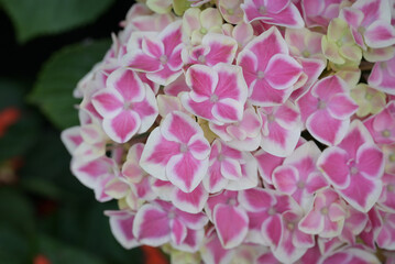 A close-up of delicate white and pink hydrangea blossoms, showcasing their soft petals and natural gradient hues in gentle light.