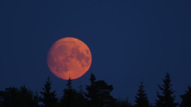 Top of the trees in focus in night and red moon raising in the background