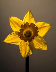 Close-up of a bright yellow daffodil, star-shaped petals,  against a muted background