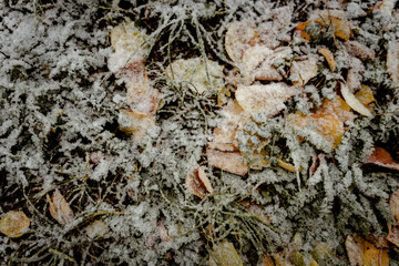 First snowfall, snow on yellow leaves and green grass, shot from above