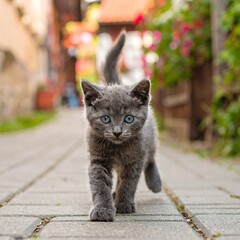 Fototapeta premium Gray kitten walking on cobblestone
