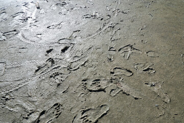 footprints in the muddy ground