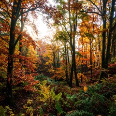 Autumnal forest scene with vibrant foliage