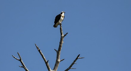 Osprey perched on branch