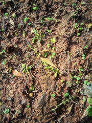 Close-up of small green seedlings sprouting on dry, textured soil with scattered twigs and leaves