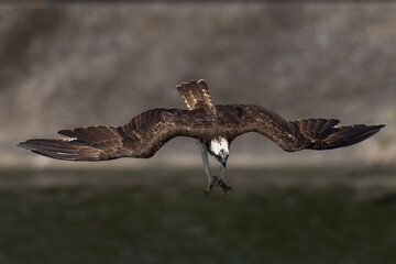 The beautiful flight characteristics of Osprey in Thailand.