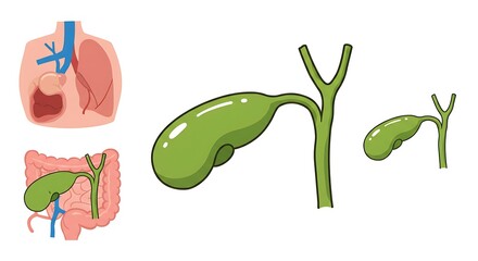 Pancreas anatomy diagram
