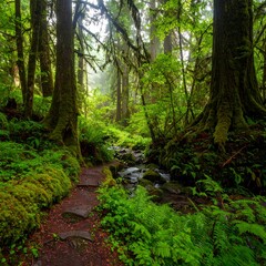 Fototapeta premium Lush forest path with a flowing stream