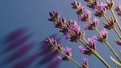 Sunlit Lavender Sprigs Against Blue - Close-up of lavender sprigs illuminated by sunlight, casting soft purple shadows on a blue background.