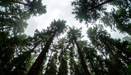Obraz premium Tall, towering trees reaching towards a cloudy sky in a dense forest.