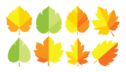 Naklejka premium Autumn Leaves Set Vector Illustration in Green, Yellow and Orange Colors.