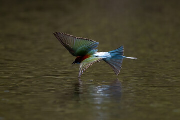 Beautiful of Green Bee eater or little green bee-eater birds are flying beautifully to play happily in the natural pond.