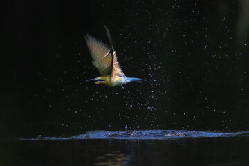 Beautiful of Green Bee eater or little green bee-eater birds are flying beautifully to play happily in the natural pond.