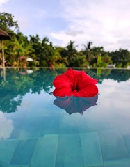 Red hibiscus flower floats on a pool