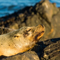 Sleepy seal basking on rocks by water
