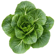 Obraz premium Bok choy, the arrangement of leaves forms a neat rosette shape with visible veins. full length isolate on transparent background