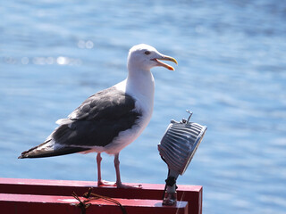 川のほとりで休憩するカモメ