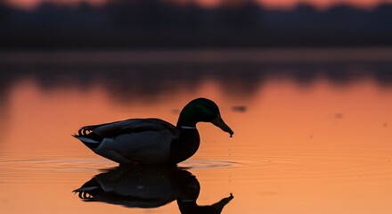 Silhouette duck sunset water