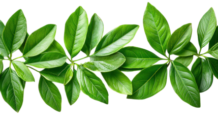 Vibrant green leafy branch against a black background, detailed