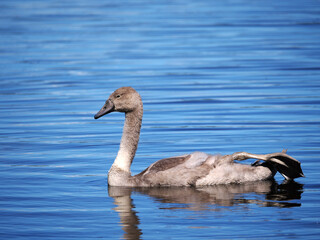 コブハクチョウの幼鳥