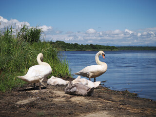 水辺で休憩するコブハクチョウの家族