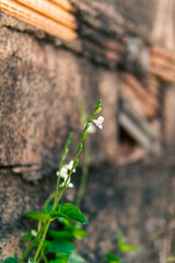 Fresh morning flowers and greenery captured in natural sunlight, creating a peaceful and refreshing atmosphere. Perfect for backgrounds, nature themes, freshness, and floral concepts.