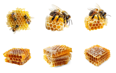 Three bees on honeycomb with one bee on a piece of honeycomb.